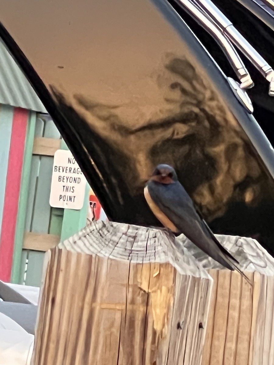 Barn Swallow - ML639413966
