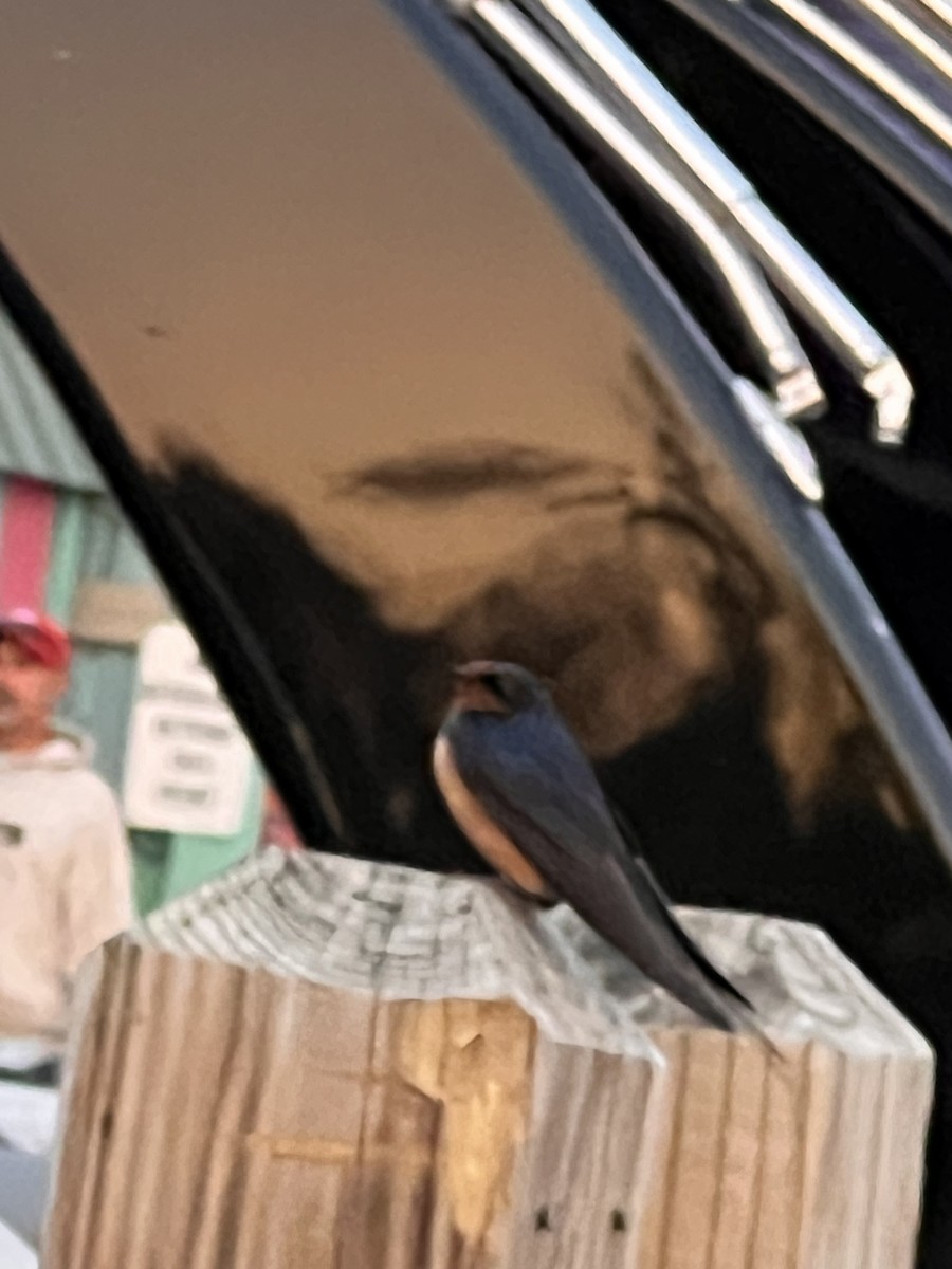 Barn Swallow - ML639413967