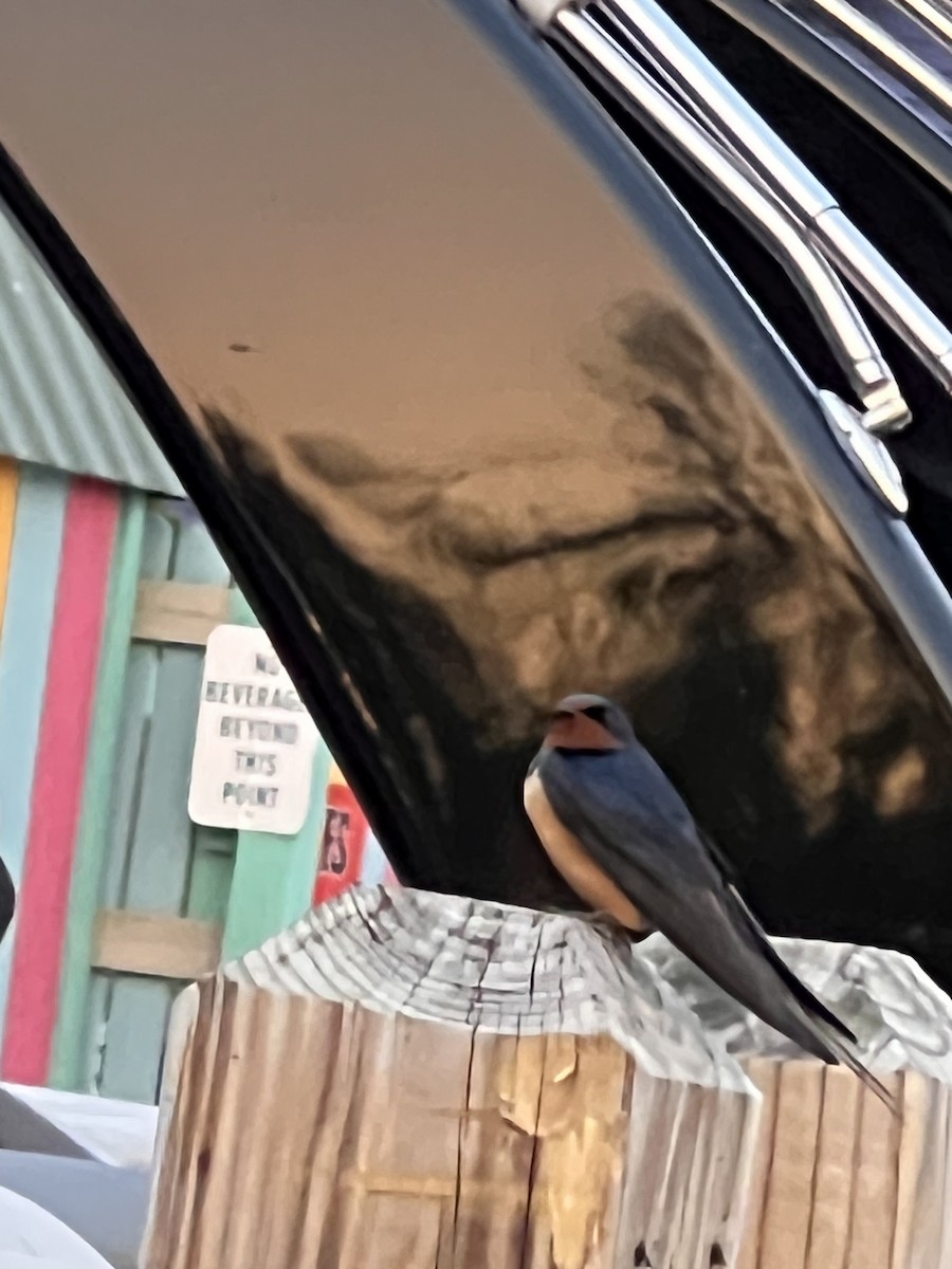 Barn Swallow - ML639413968