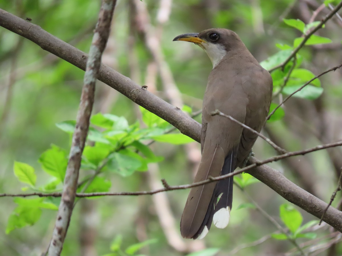 Pearly-breasted Cuckoo - ML639414080