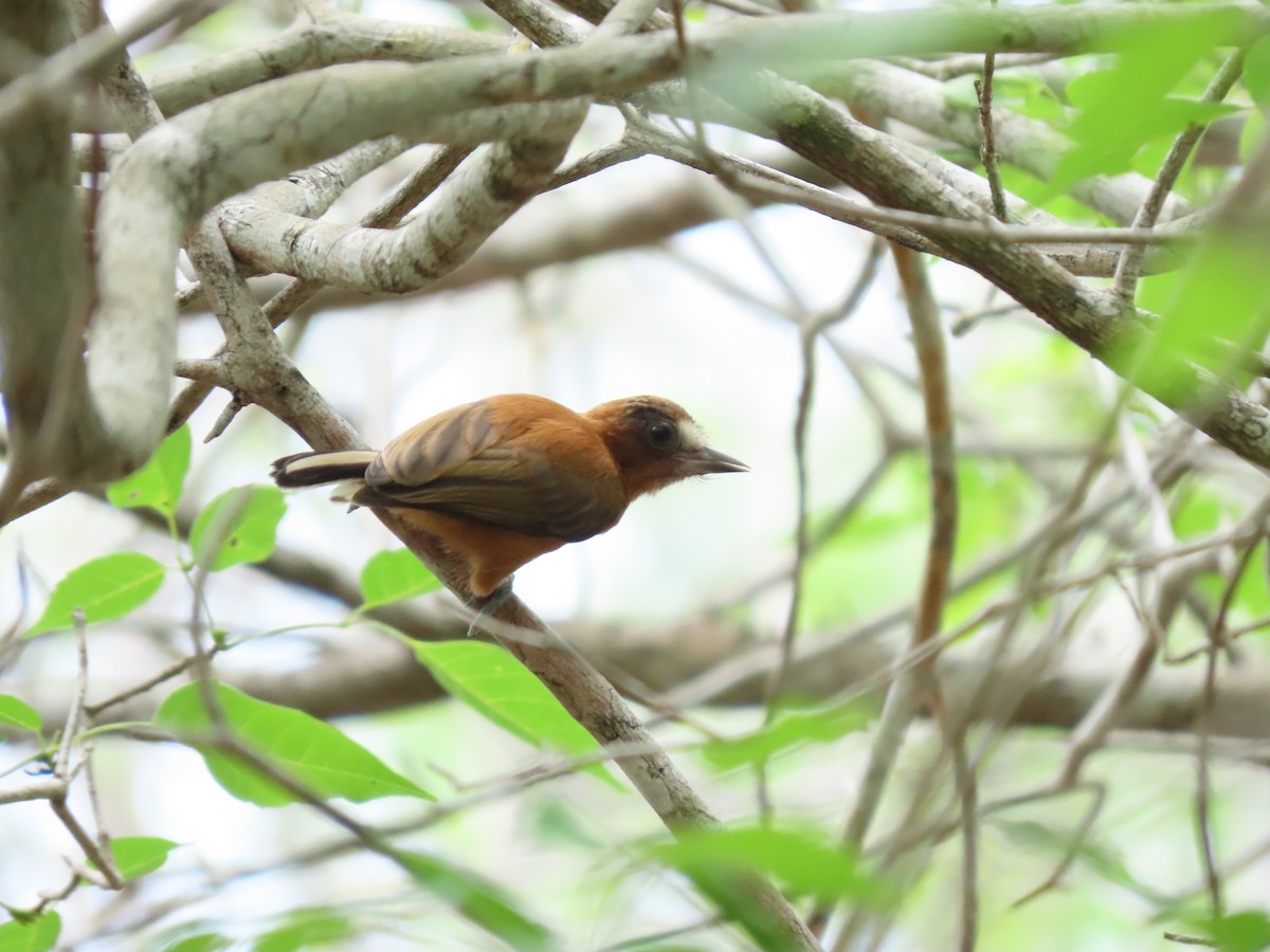 Chestnut Piculet - ML639414098