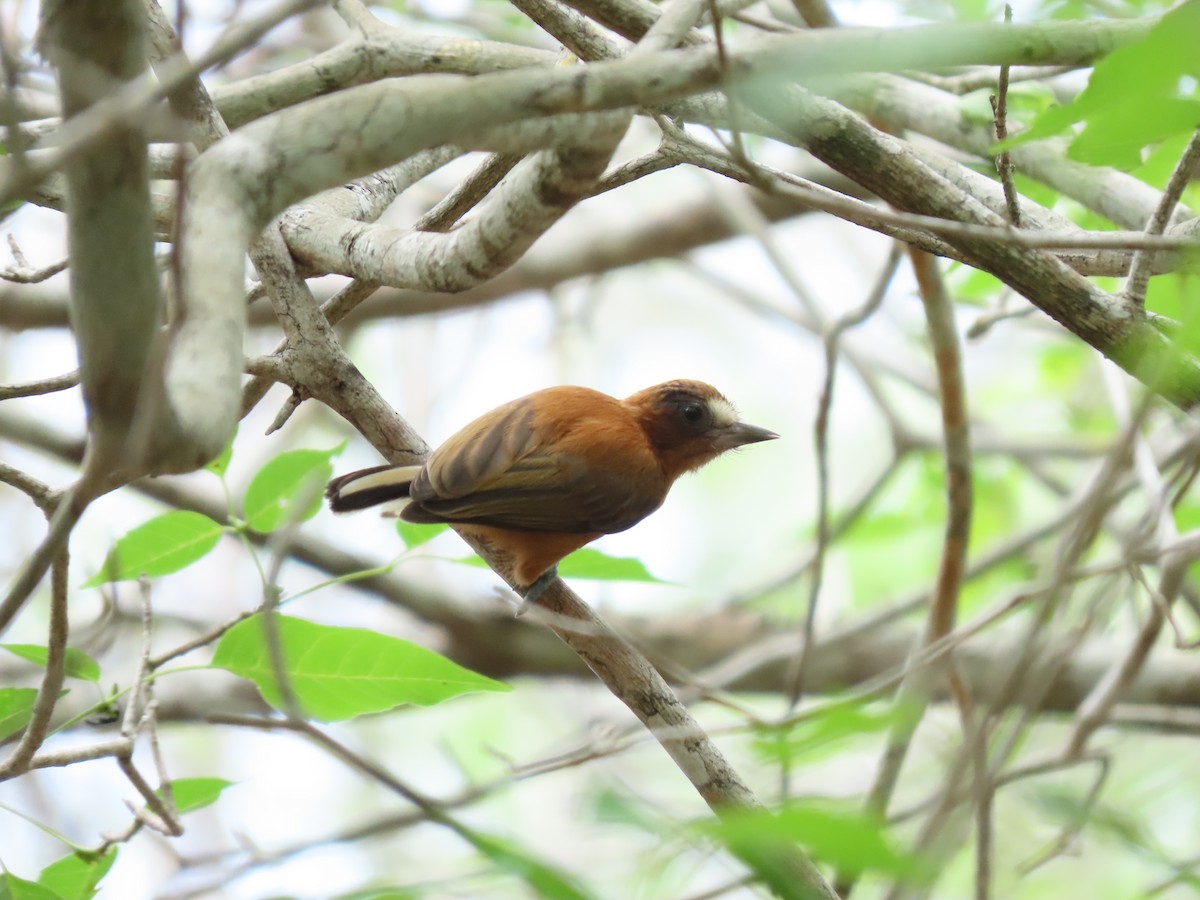 Chestnut Piculet - ML639414100