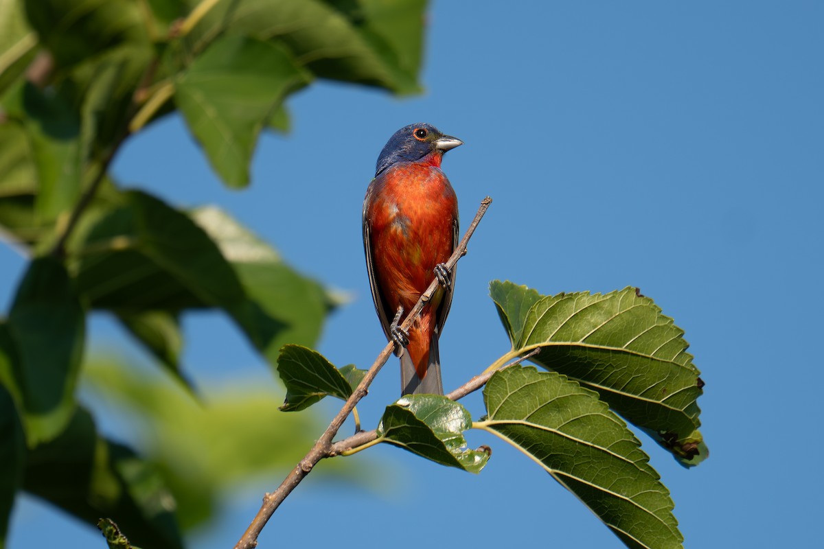 Painted Bunting - ML639414116