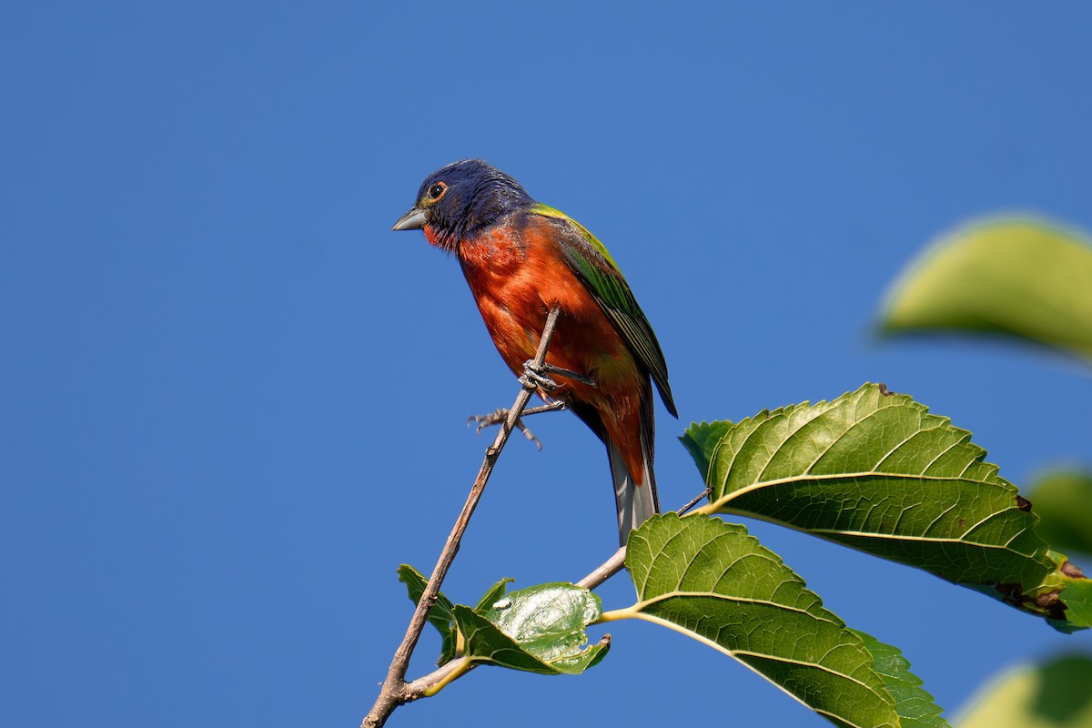 Painted Bunting - ML639414117
