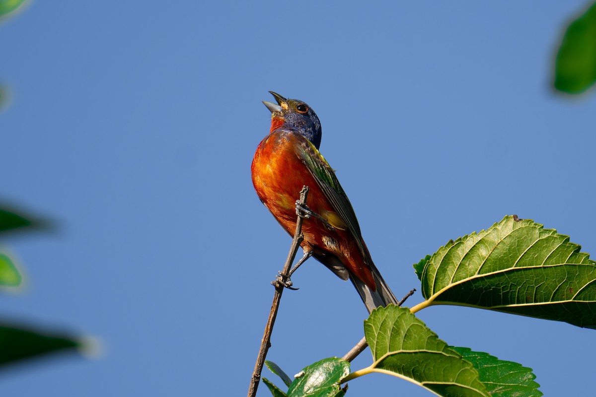 Painted Bunting - ML639414118