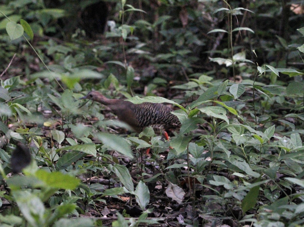 Thicket Tinamou - ML639414268