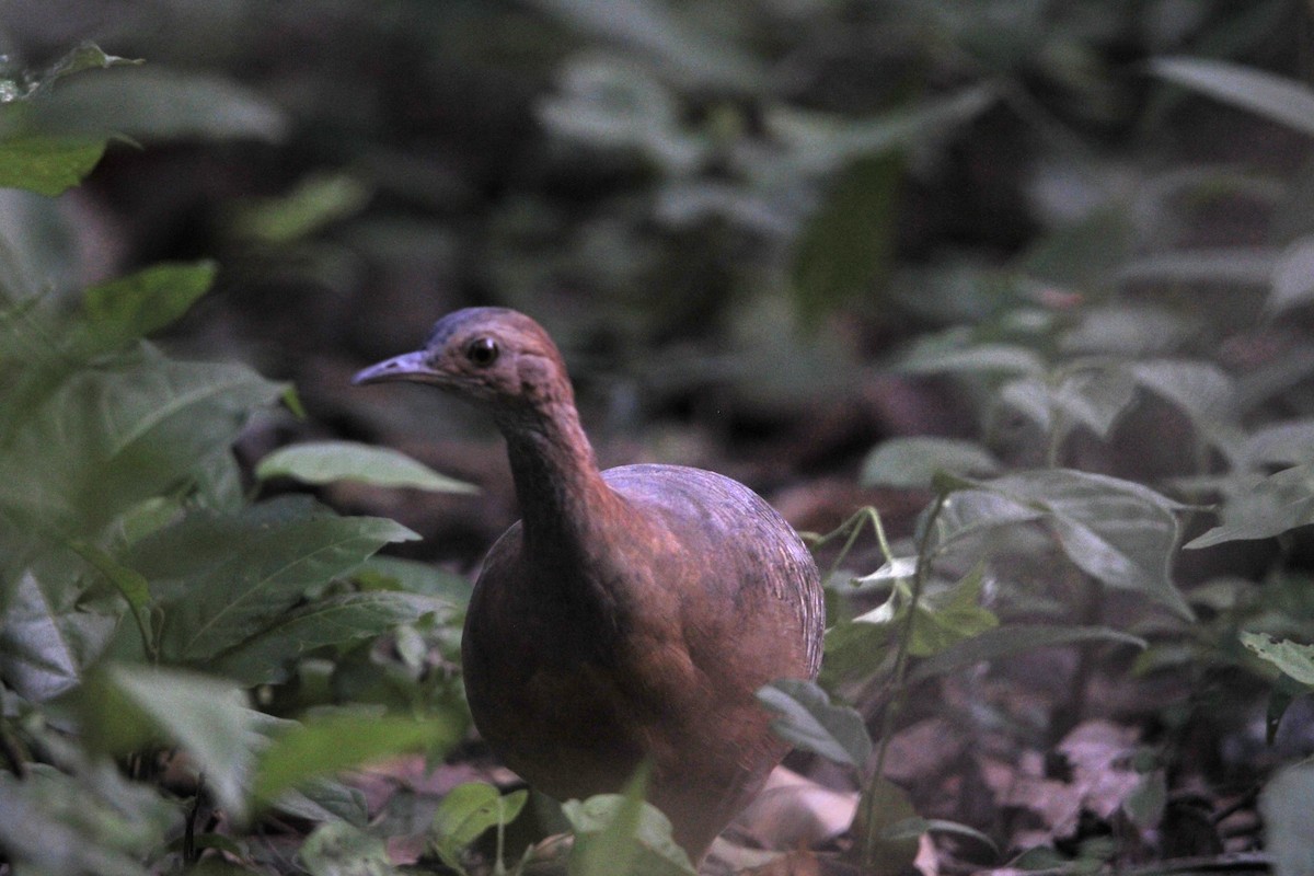 Thicket Tinamou - ML639414269