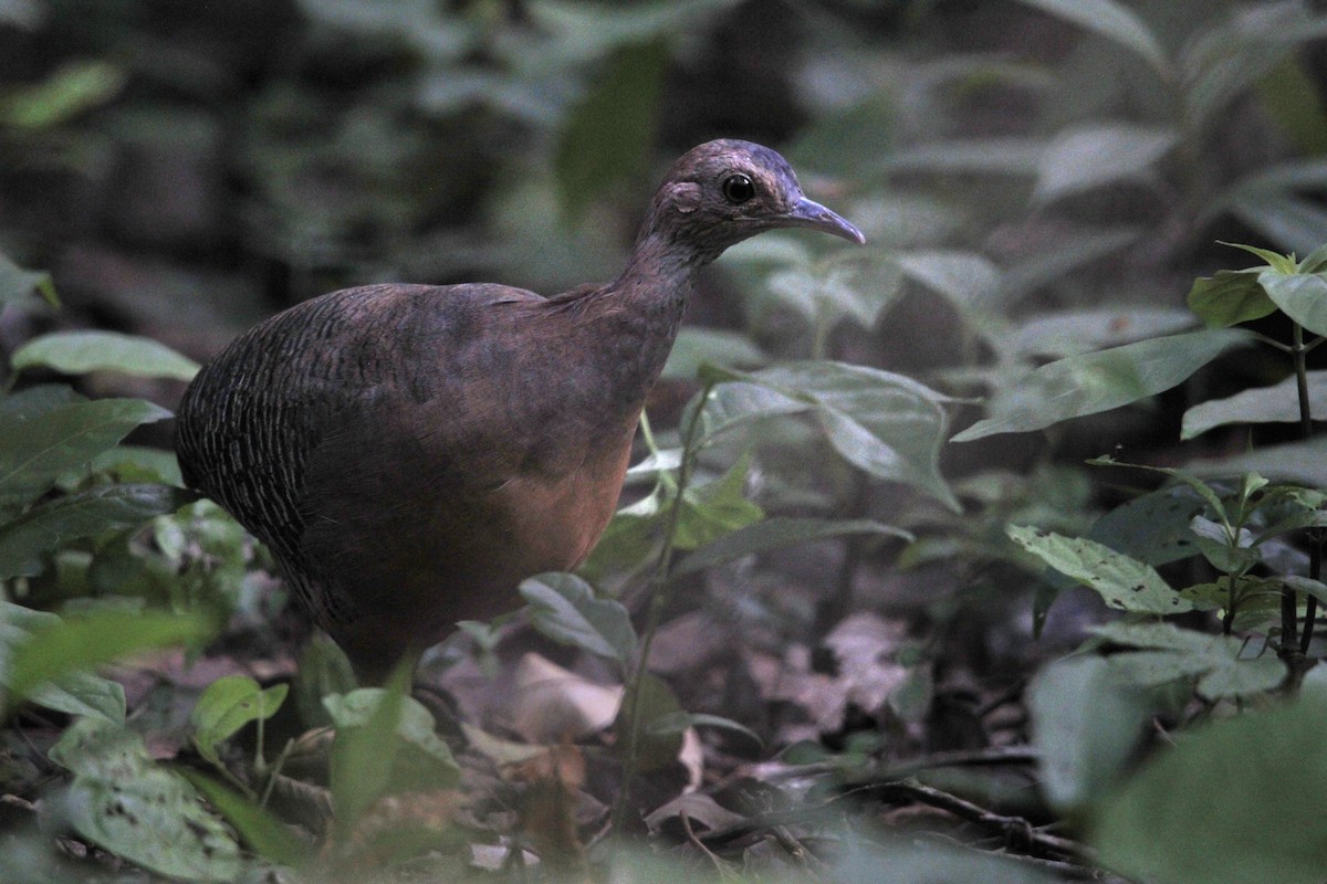 Thicket Tinamou - ML639414270