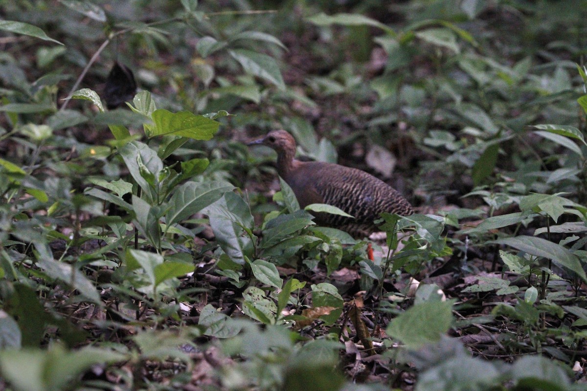 Thicket Tinamou - ML639414272