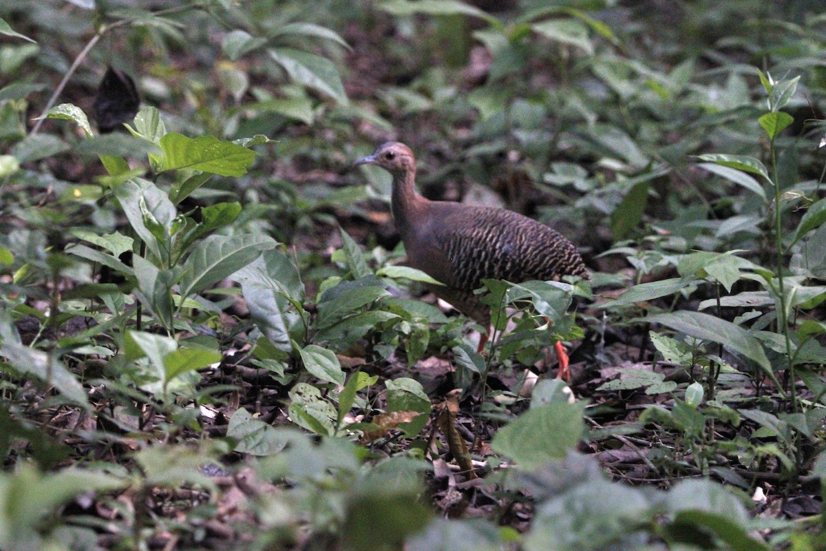 Thicket Tinamou - ML639414274