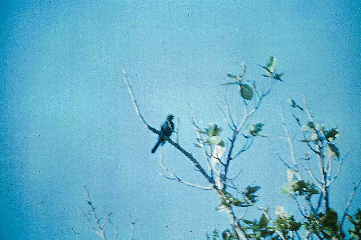 Sulawesi Cicadabird - ML639414309