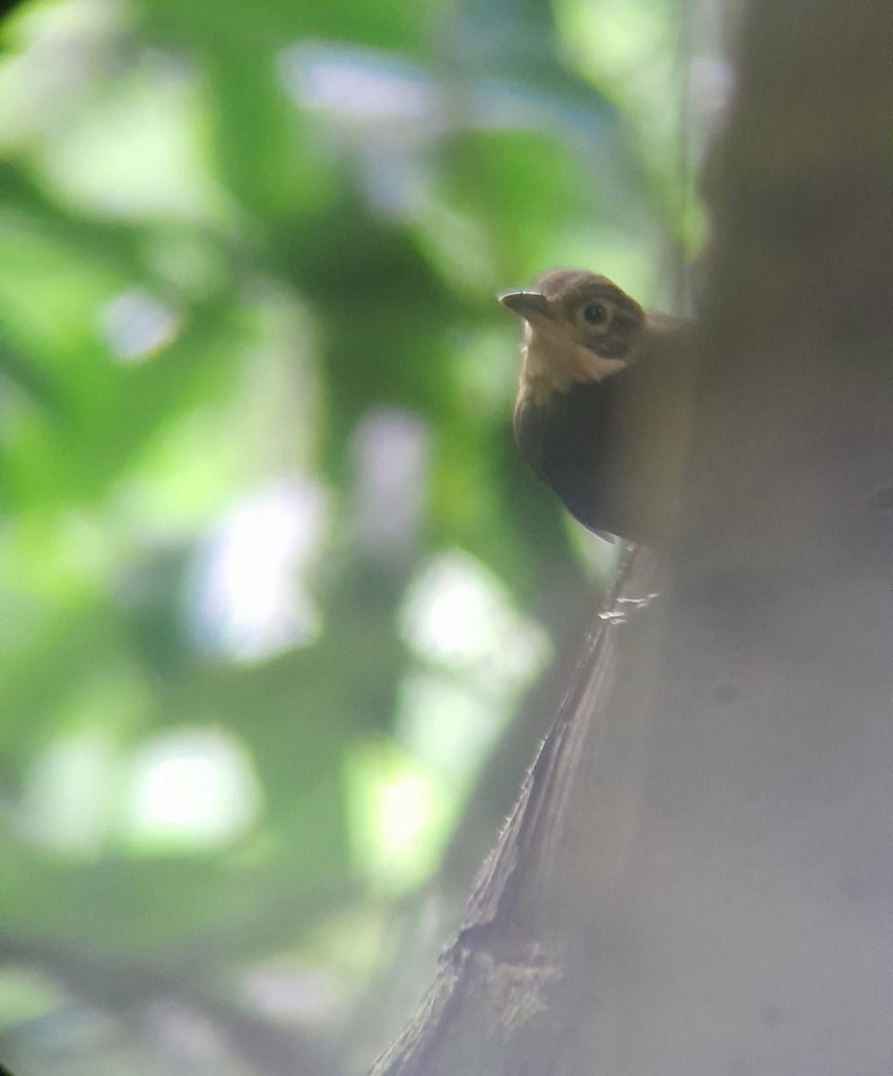 Chiriqui Foliage-gleaner - ML639414347