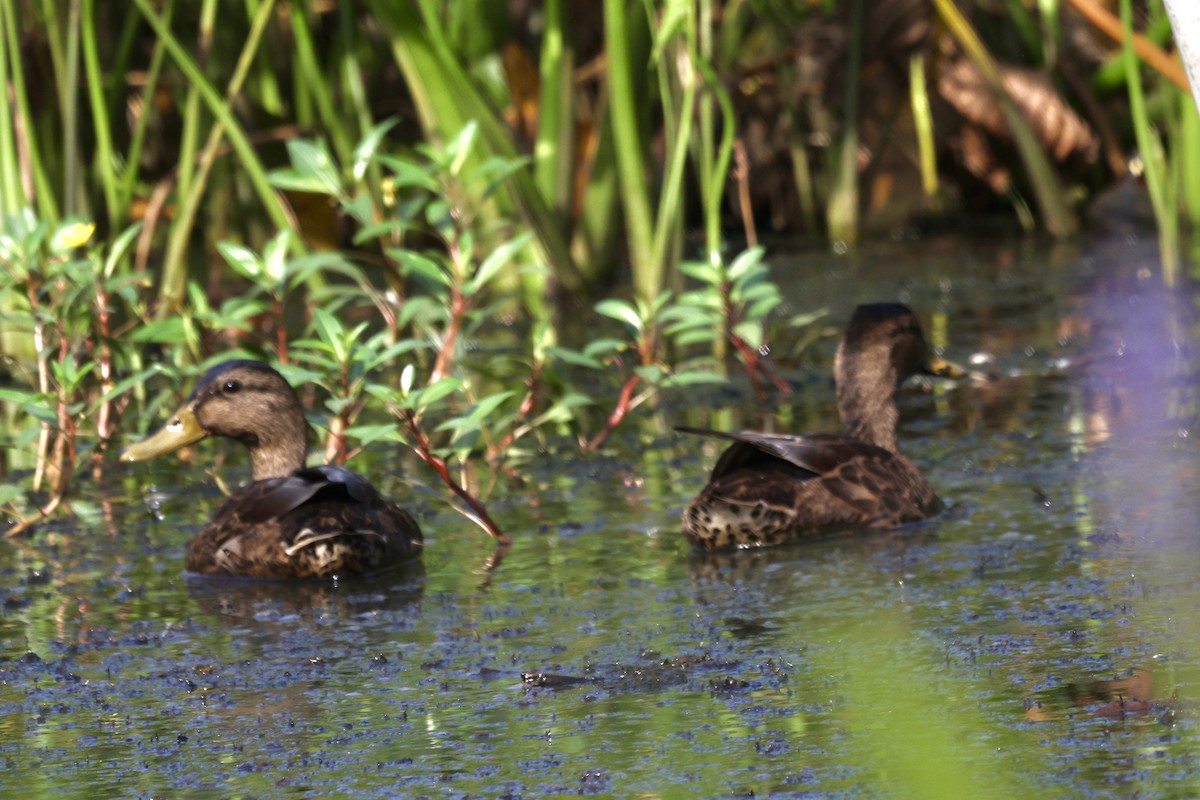 Canard colvert ou C. noir - ML639414417