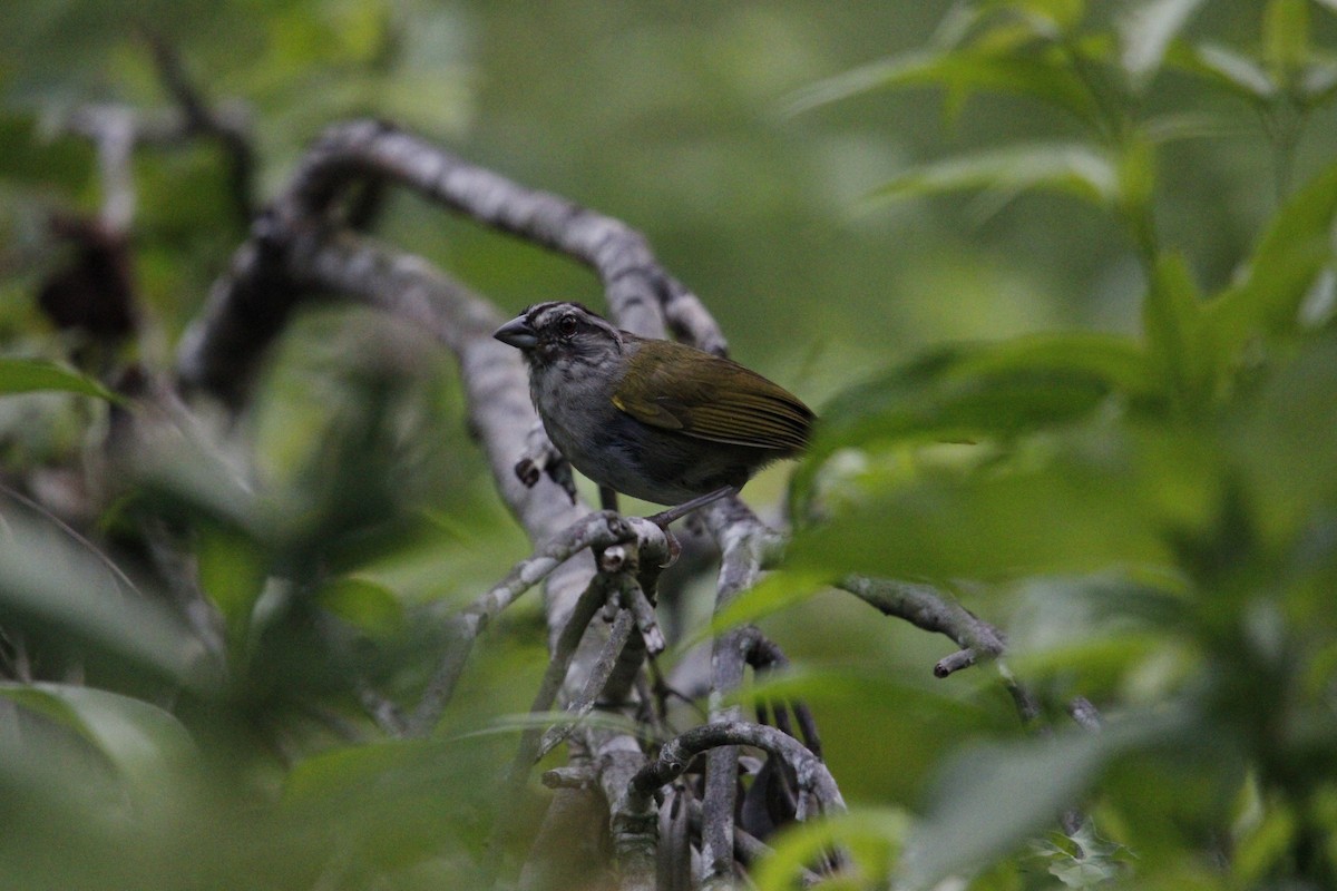 Green-backed Sparrow - ML639414452