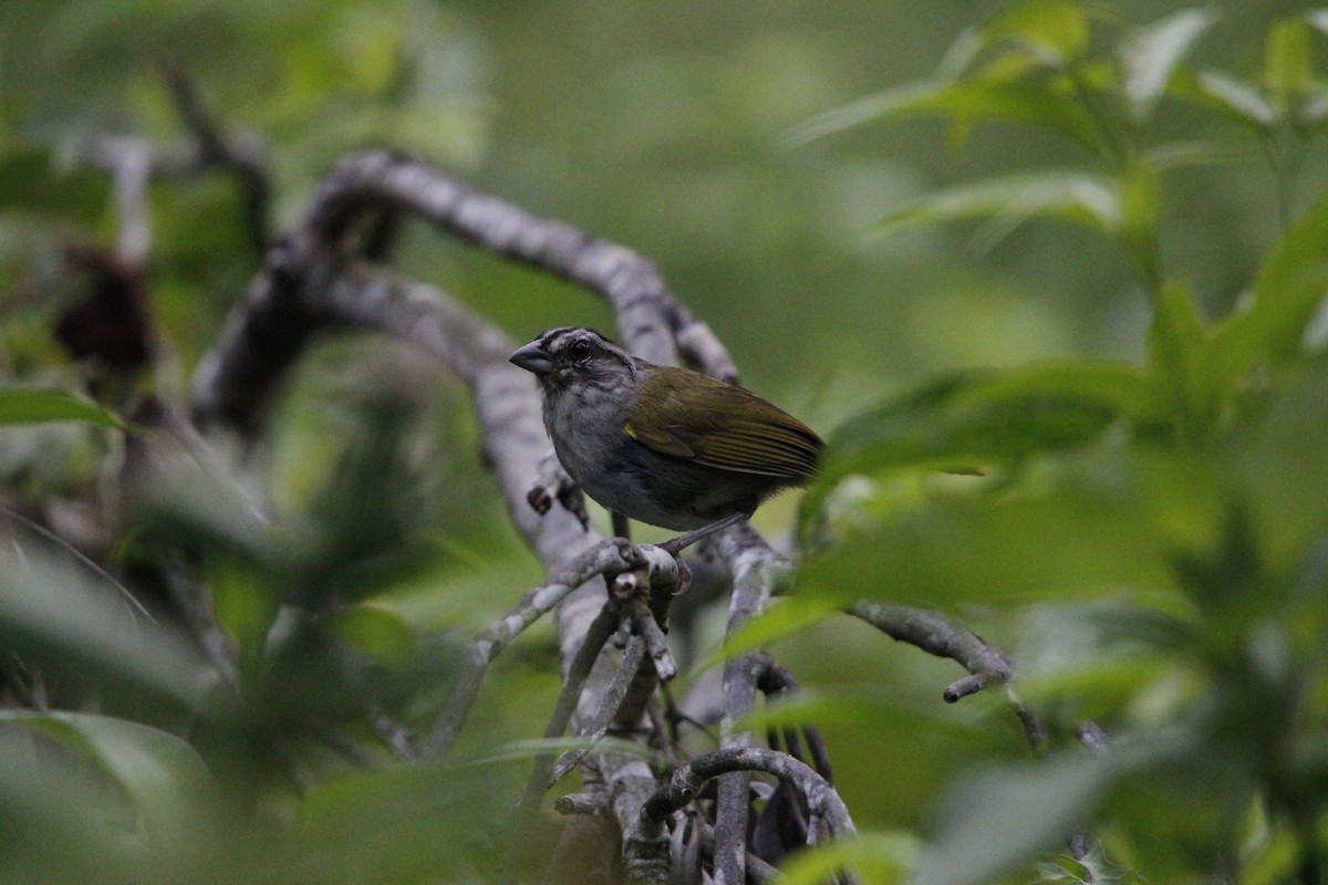 Green-backed Sparrow - ML639414453