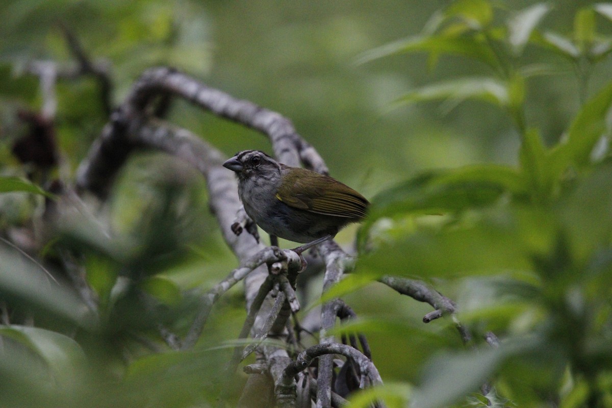 Green-backed Sparrow - ML639414454