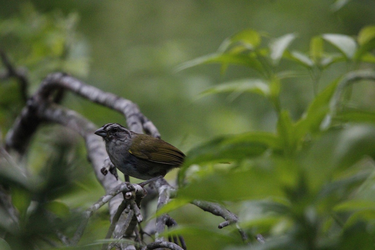 Green-backed Sparrow - ML639414455
