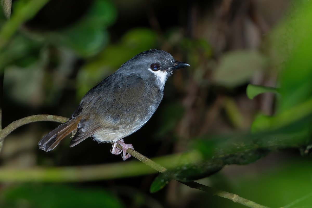 Arfak Robin - ML639414528