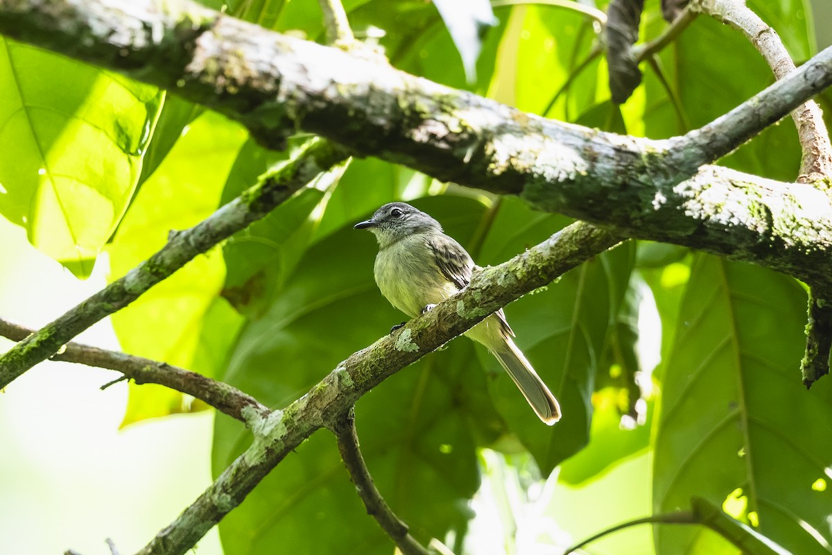 Forest Elaenia - ML639414622