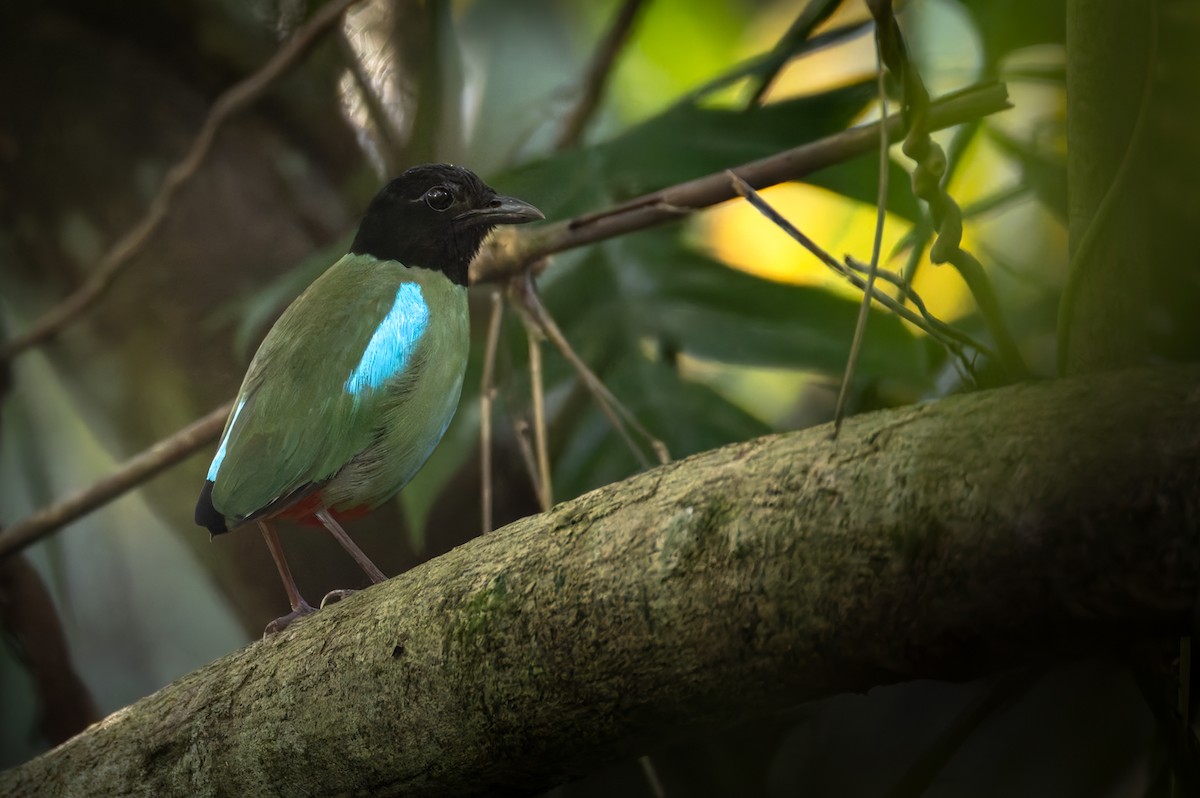Western Hooded Pitta (Philippine) - ML639414735