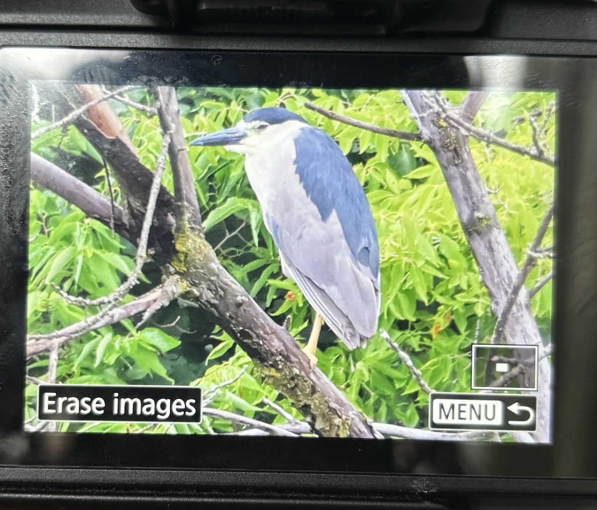 Black-crowned Night Heron - ML639414903