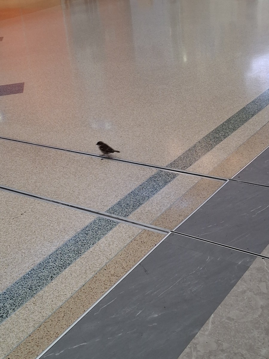 House Sparrow - ML639414930