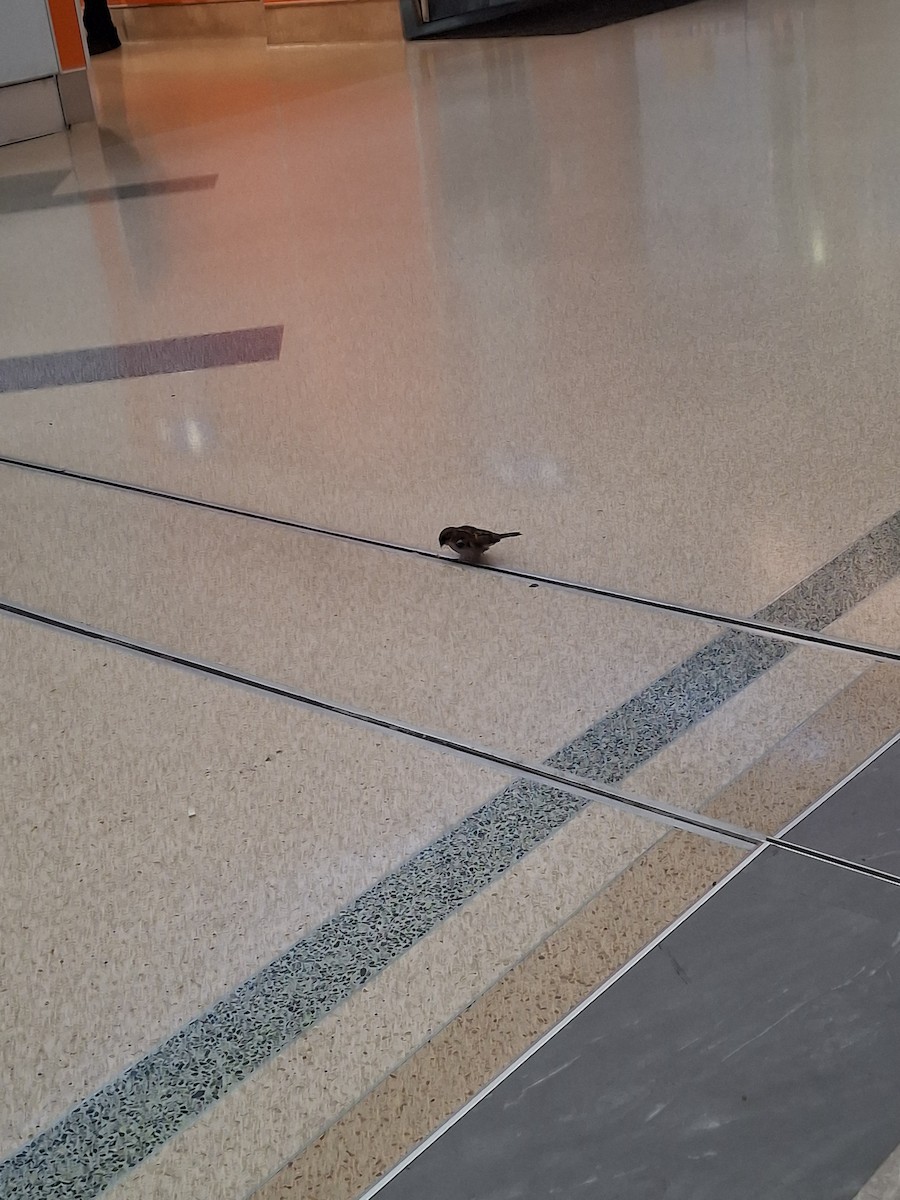 House Sparrow - ML639414931