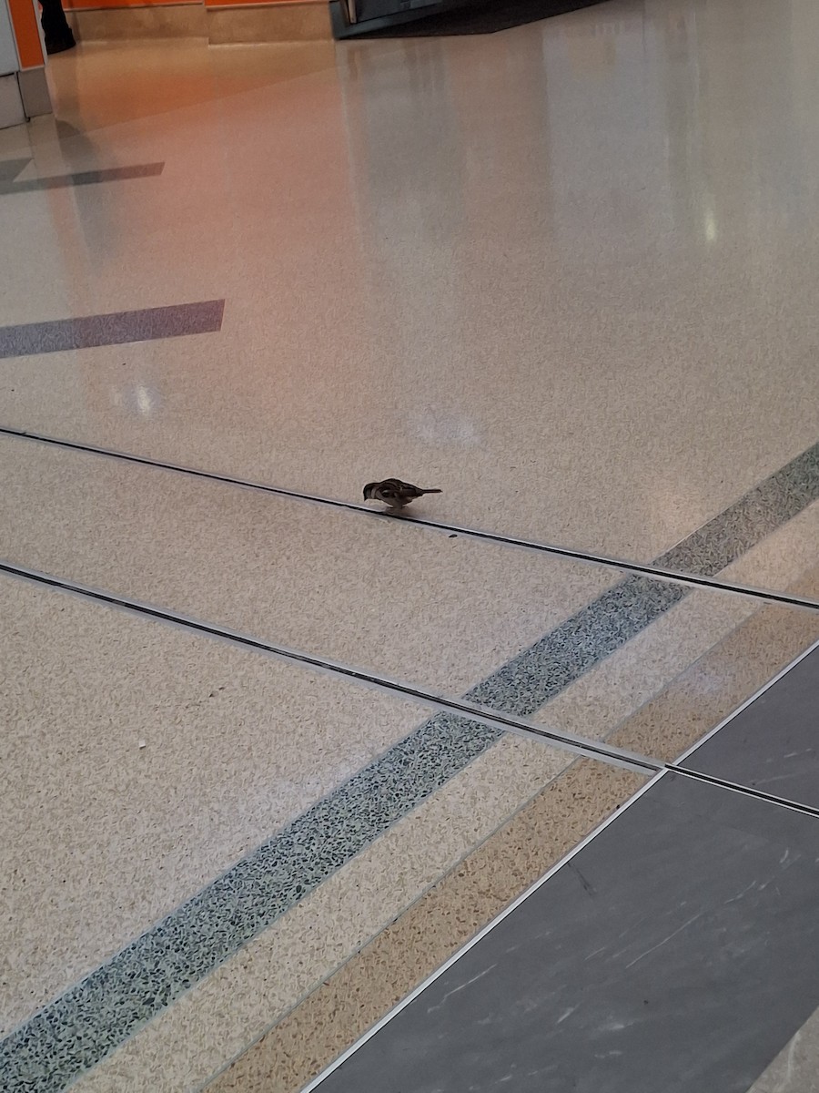 House Sparrow - ML639414932