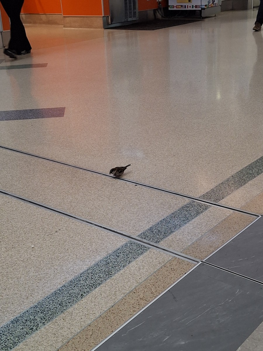 House Sparrow - ML639414933