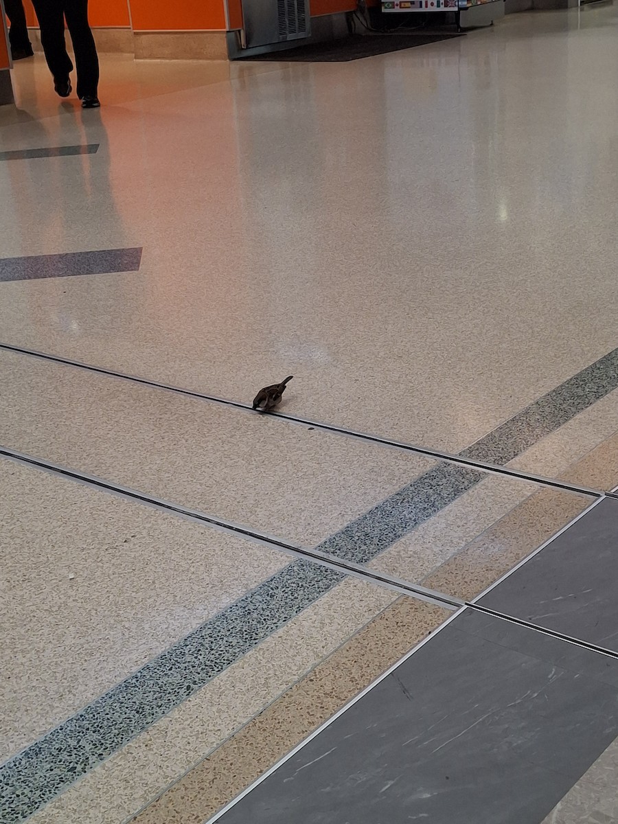 House Sparrow - ML639414934