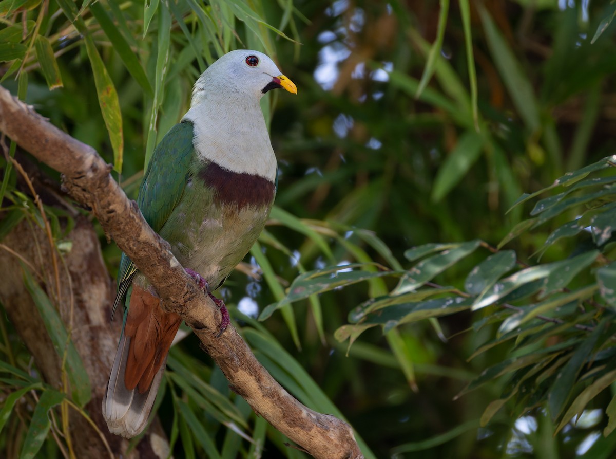 Black-chinned Fruit-Dove - ML639414968