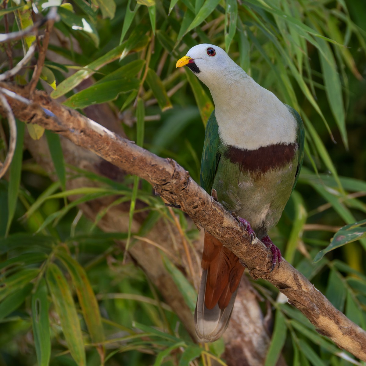 Black-chinned Fruit-Dove - ML639414969