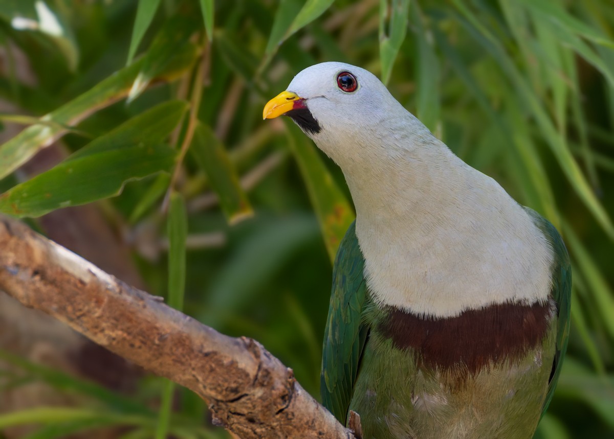 Black-chinned Fruit-Dove - ML639414970