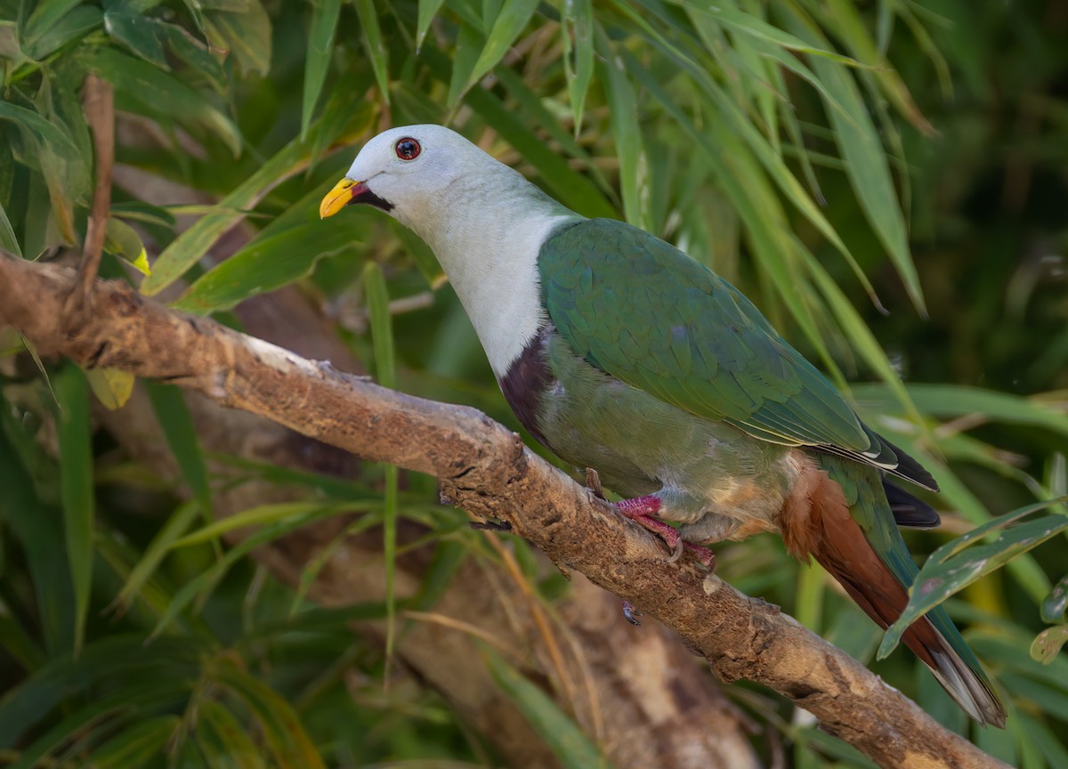 Black-chinned Fruit-Dove - ML639414971