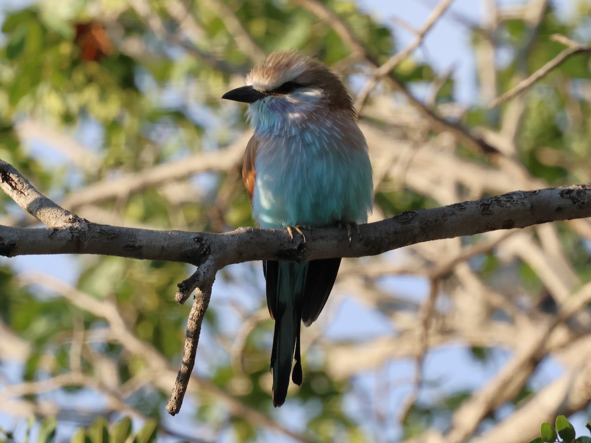Racket-tailed Roller - ML639414974