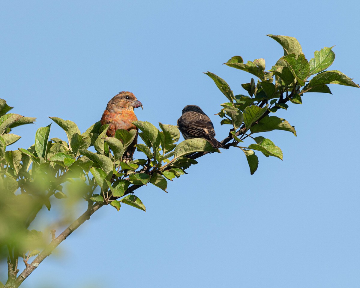 Red Crossbill - ML639415022