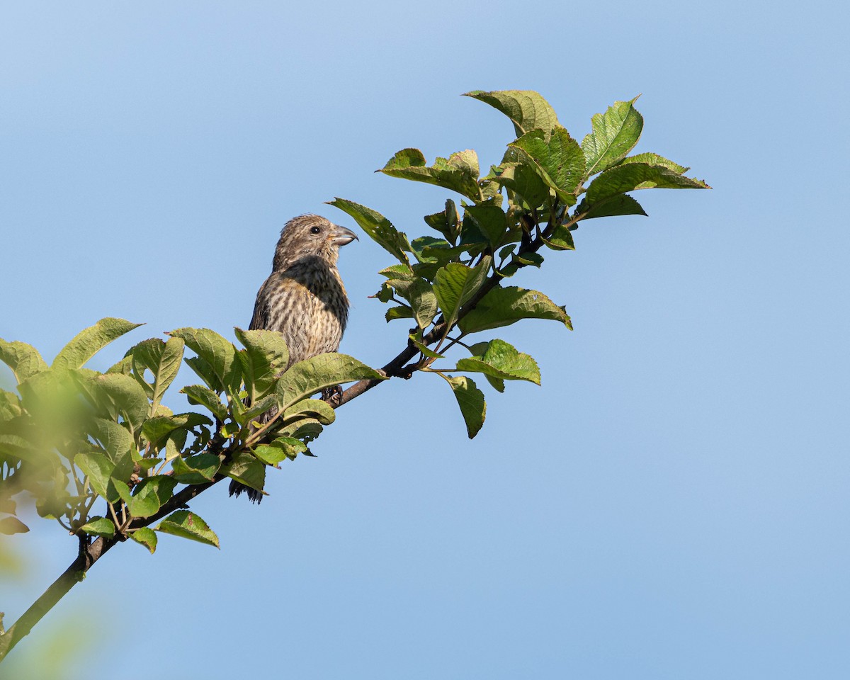 Red Crossbill - ML639415023