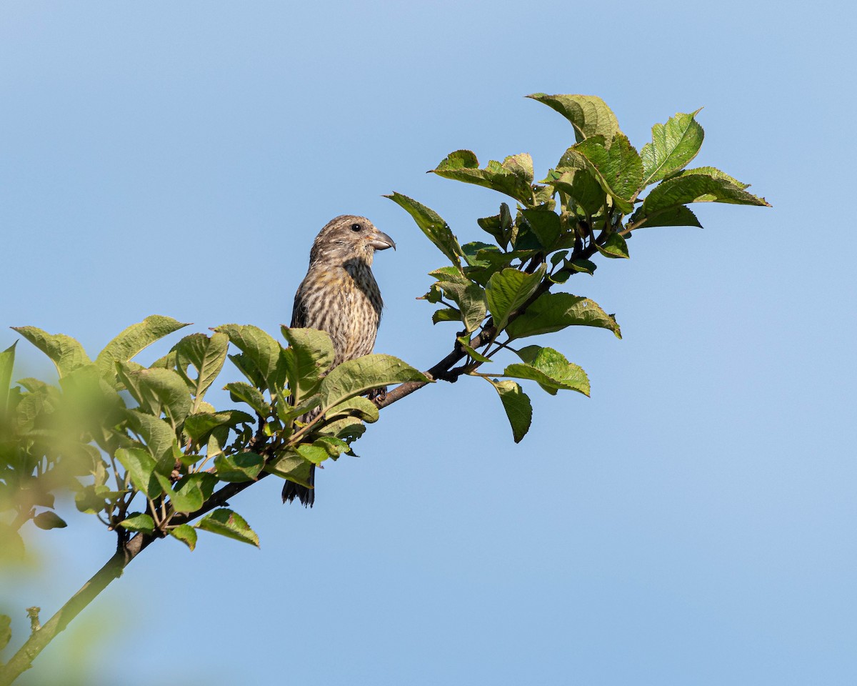 Red Crossbill - ML639415024