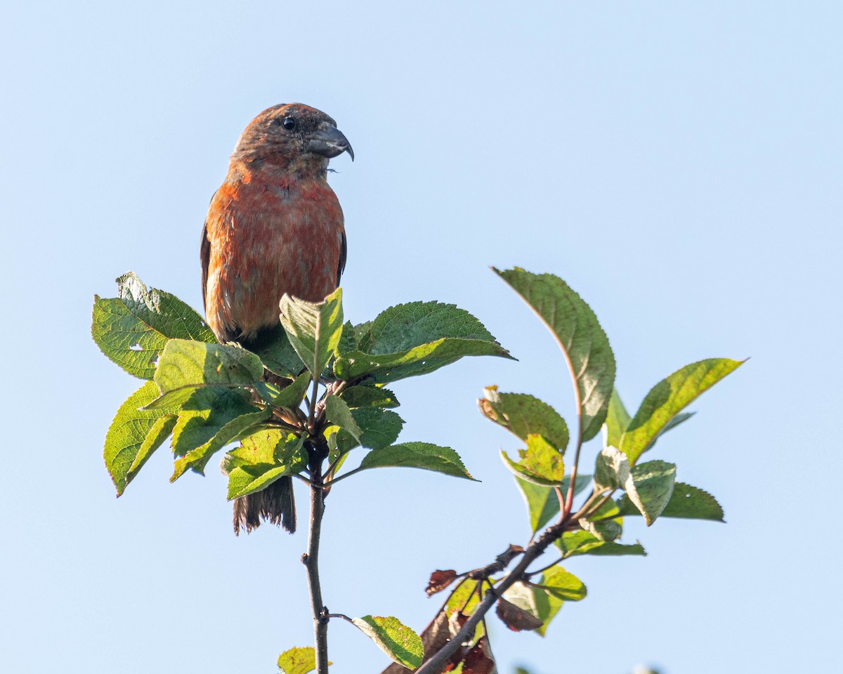 Red Crossbill - ML639415026