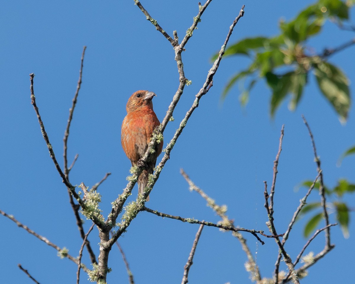 Red Crossbill - ML639415027