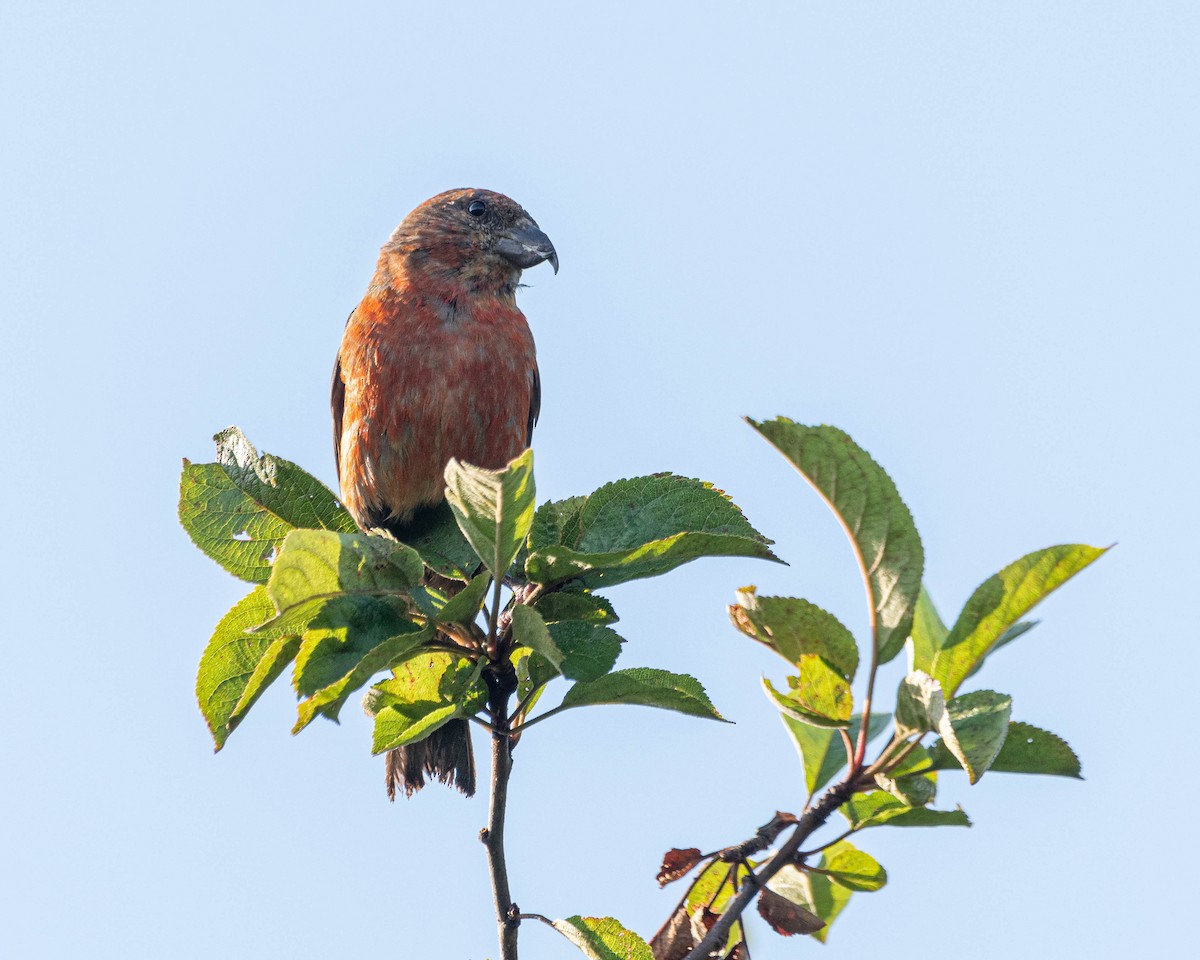 Red Crossbill - ML639415028