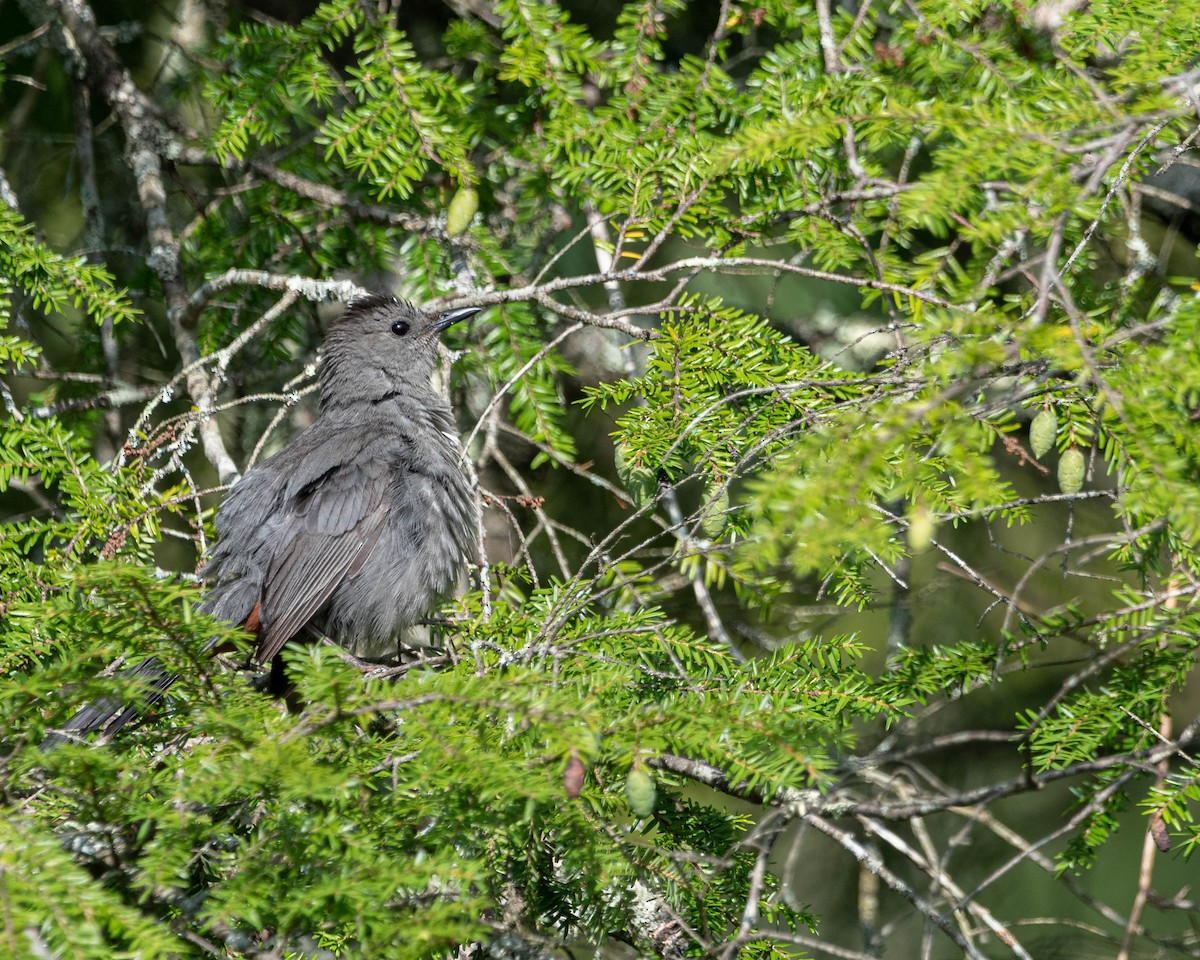 Gray Catbird - ML639415070
