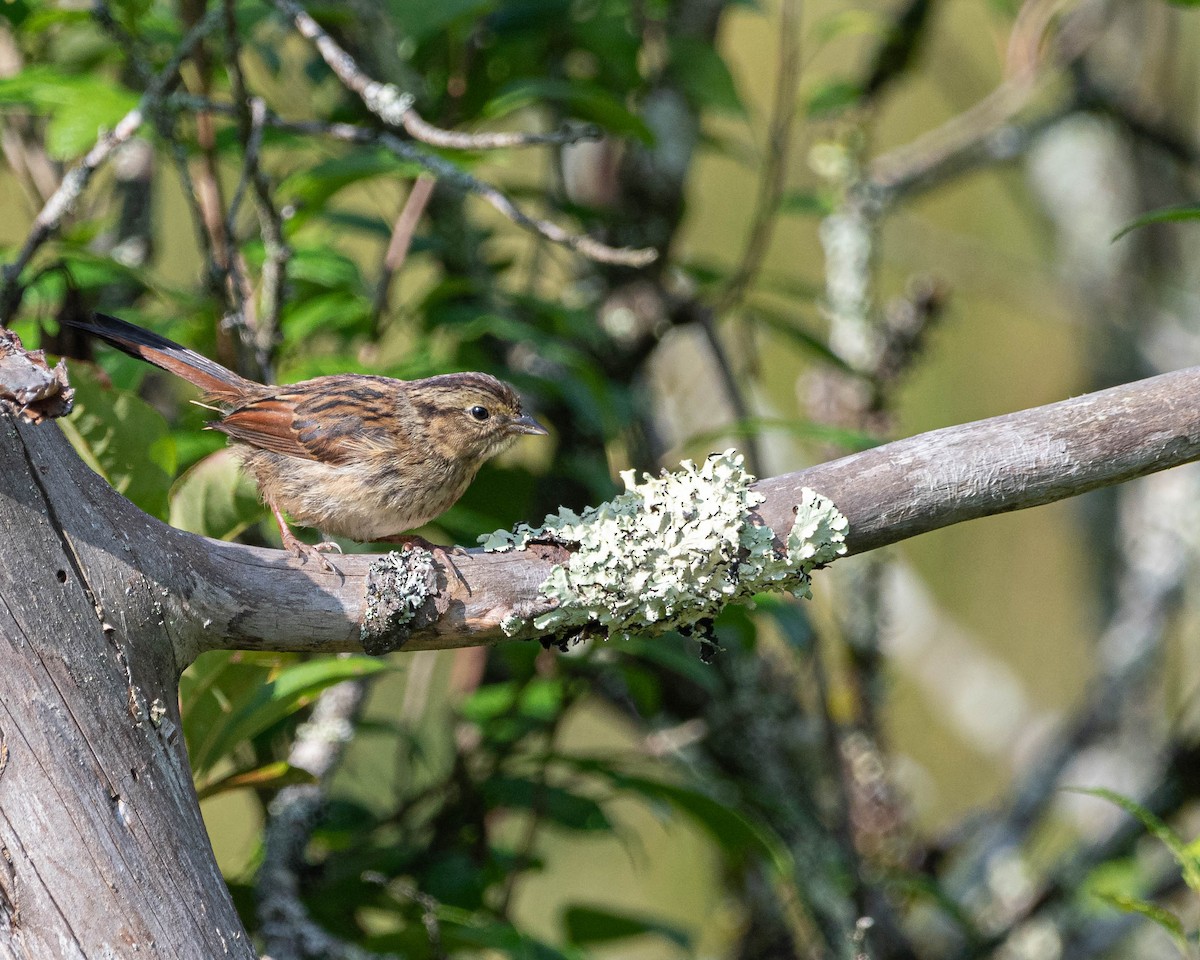 Swamp Sparrow - ML639415090
