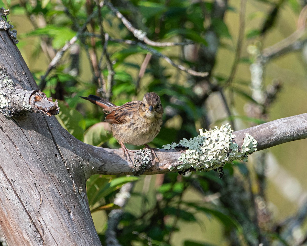 Swamp Sparrow - ML639415091