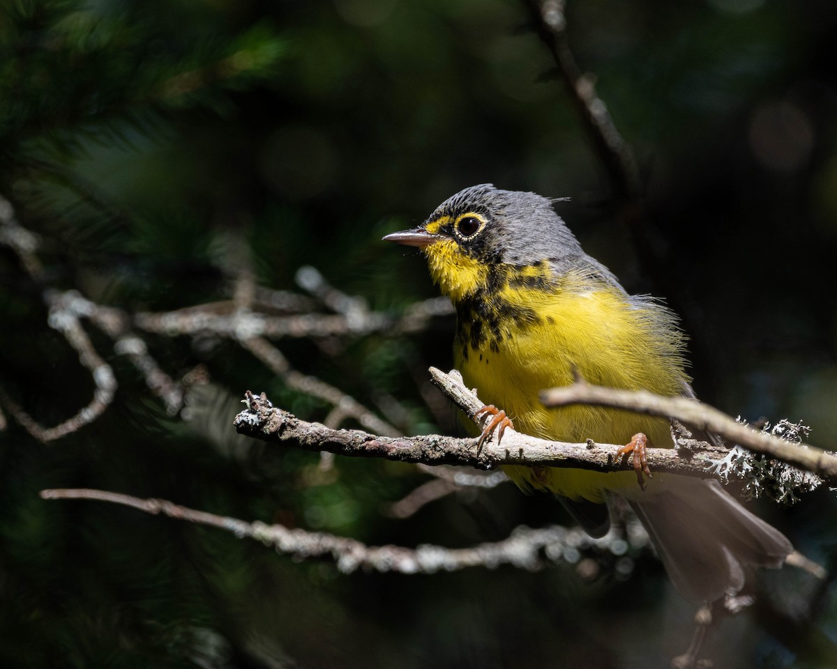 Canada Warbler - ML639415107
