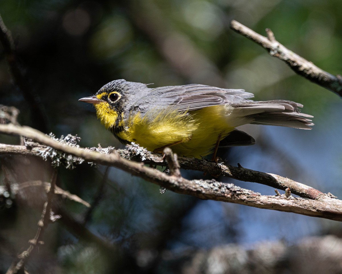 Canada Warbler - ML639415108