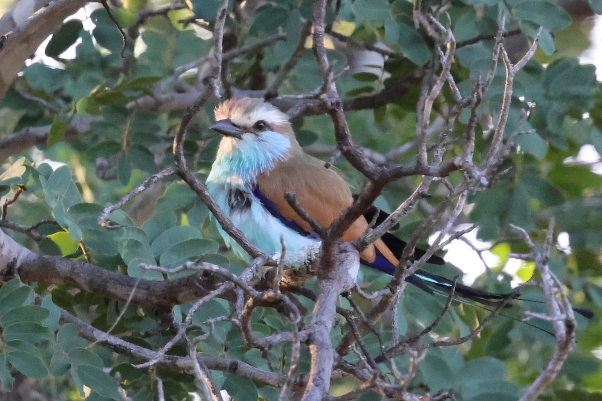 Racket-tailed Roller - ML639415156