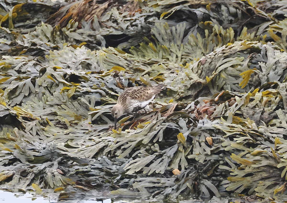 Хар элсэг - ML639415171