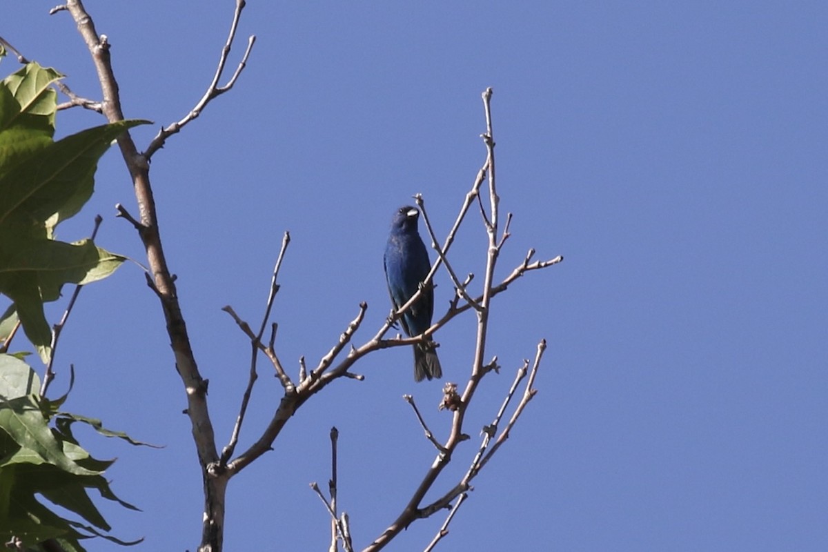 Indigo Bunting - ML639415186