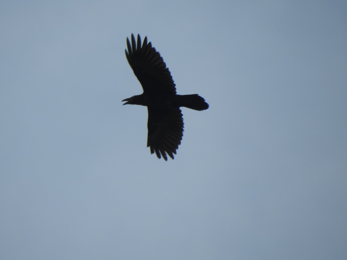 Common Raven - ML639415209
